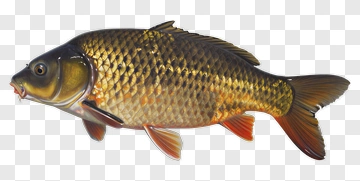 Gold Carp PNG