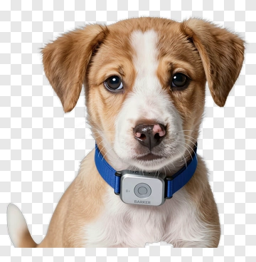 Puppy With Barker Collar PNG
