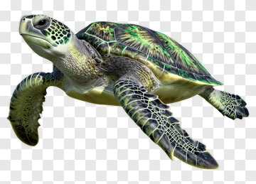 Sea Turtle PNG