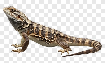 Bearded Dragon PNG