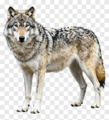 Gray Wolf Standing PNG