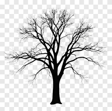 Silhouette Of A Bare Tree PNG