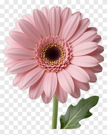 Pink Gerbera Daisy With Green Leaf PNG
