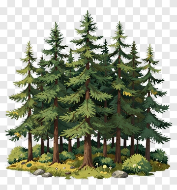 Pine Trees In A Forest PNG