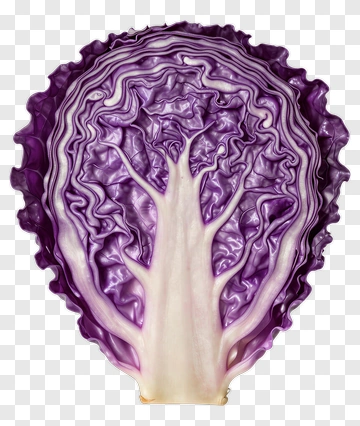 Cross Section Of Red Cabbage PNG