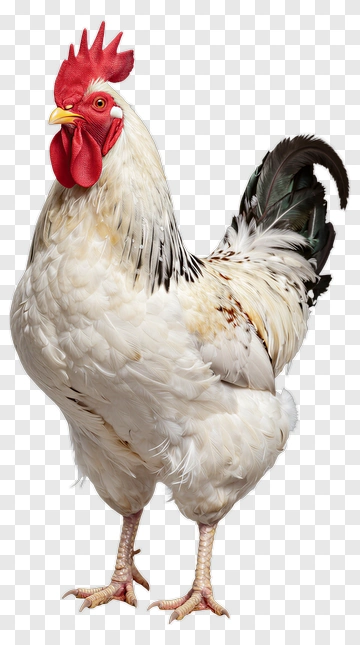 Rooster With Red Comb And White Feathers PNG