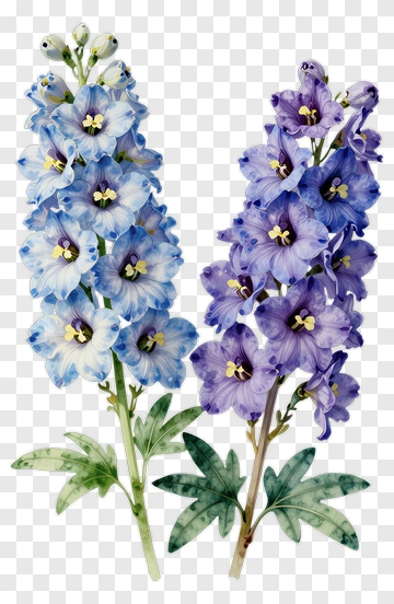 Blue And Purple Delphinium Flowers PNG