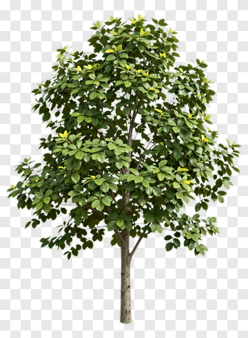 Tree PNG