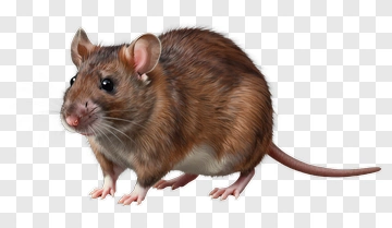 Brown Rat With White Underbelly PNG