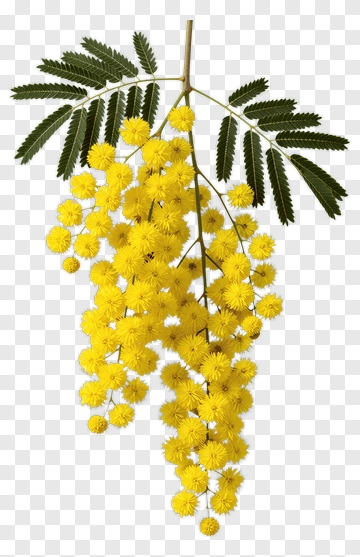 Acacia Flower With Green Leaves PNG