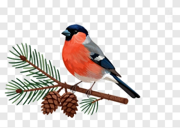 Red Breasted Bird On Pine Branch PNG