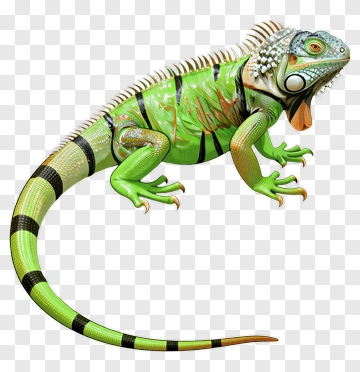 Green Iguanas PNG