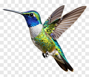 Hummingbird In Flight PNG