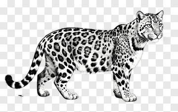 Leopard In Hand Drawn Style PNG
