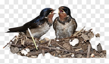 Two Swallow Chicks In Nest PNG