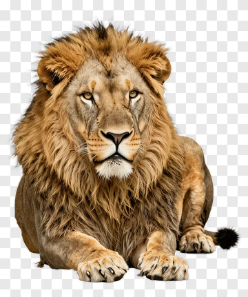 Lion PNG