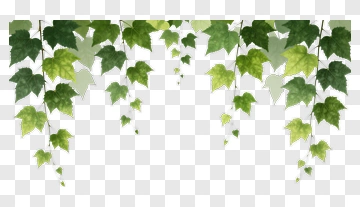 Ivy Leaves Hanging Down PNG