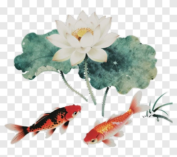 Lotus Flower With Koi Fish PNG
