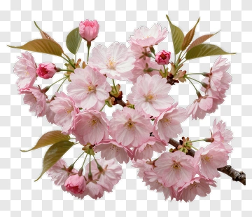 Cherry Blossom Branch In Full Bloom PNG