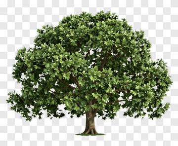 Lush Green Tree With Full Canopy PNG