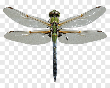 Dragonfly With Transparent Wings PNG