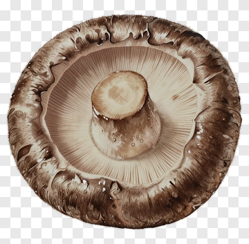 Top View Of A Mushroom PNG