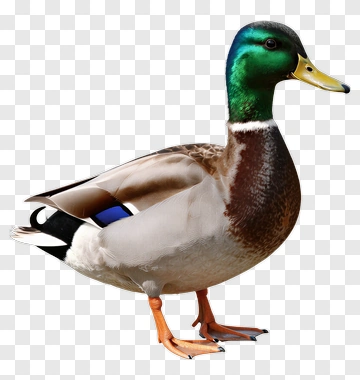 Mallard Duck In Detail PNG