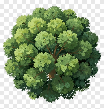 Top View Of A Lush Green Tree PNG