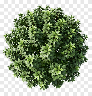 Round Bush PNG