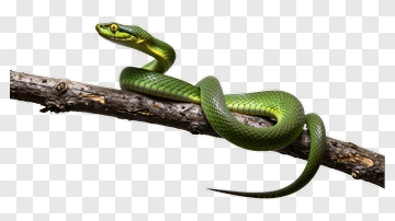Green Snake Coiled On Branch PNG