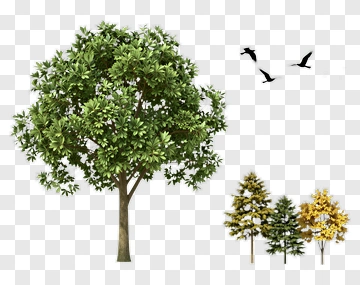Large Green Tree With Birds PNG