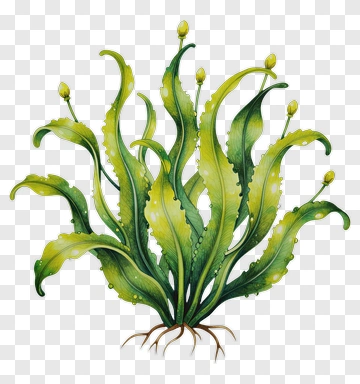 Water Plant With Curved Leaves And Yellow Buds PNG