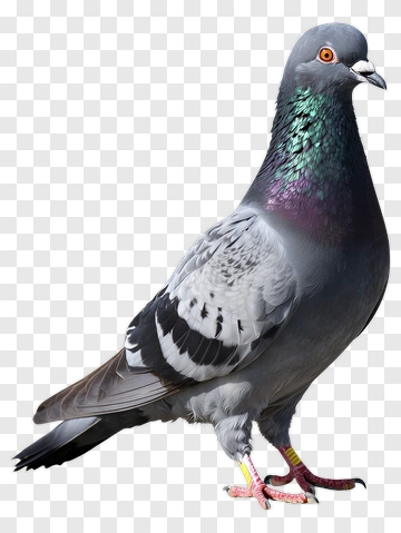 Pigeon With Iridescent Neck PNG