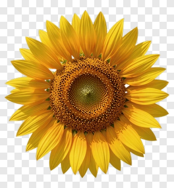Sunflower PNG