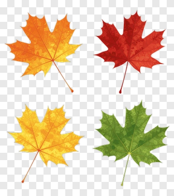Four Maple Leaves In Autumn Colors PNG