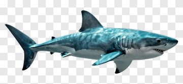 Blue Shark In Water PNG