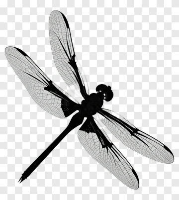 Dragonfly PNG