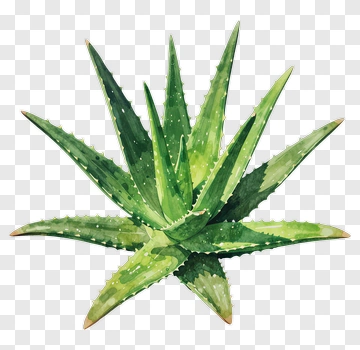 Aloe Vera Plant Watercolor Illustration PNG
