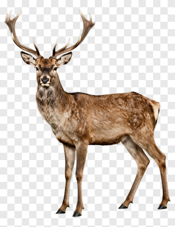 Deer With Large Antlers PNG