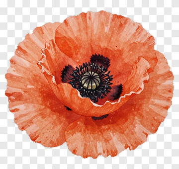 Watercolor Poppy Flower PNG