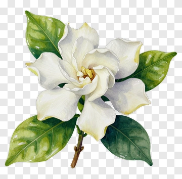 White Gardenia With Green Leaves PNG