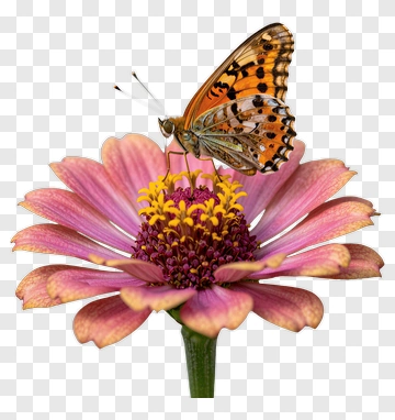 Butterfly On Pink Flower PNG