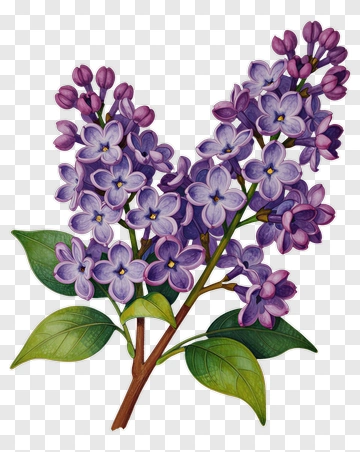 Lilac Blossom Branch PNG
