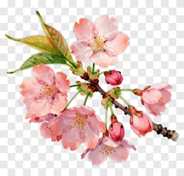 Cherry Blossom Branch With Pink Flowers PNG