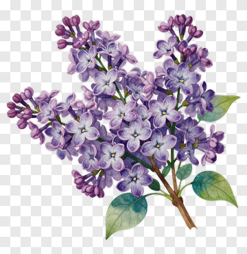 Lilac Flowers Watercolor Illustration PNG