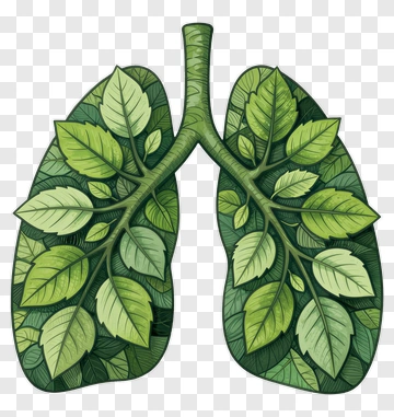 Lungs Covered In Leaves PNG