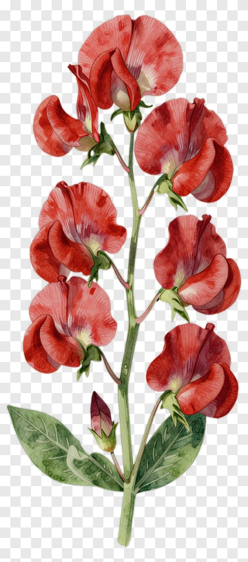 Red Flower Plant Illustration PNG