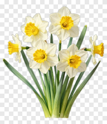 Bouquet Of Daffodils PNG