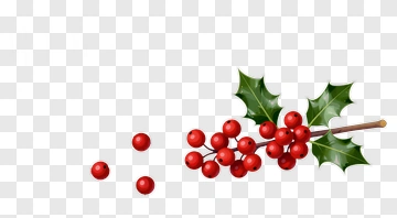 Holly Berries And Leaves PNG
