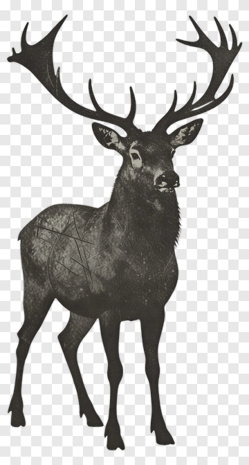 Stag Illustration PNG